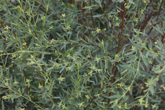 Pimelea neoanglica
