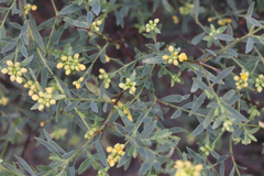 Pimelea neoanglica