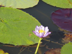 Nymphaea gigantea