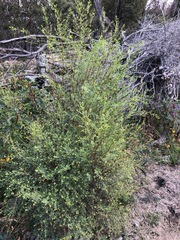 Pimelea neoanglica