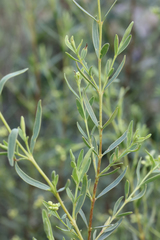 Pimelea neoanglica