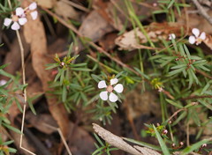 Euryomyrtus ramosissima
