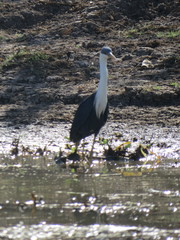 Egretta picata