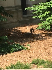 Sciurus niger