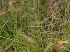 Schoenus lepidosperma