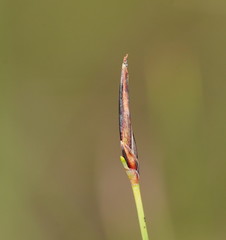 Schoenus lepidosperma
