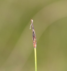 Schoenus lepidosperma