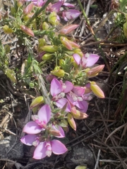 Polygala umbellata