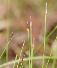 Schoenus lepidosperma
