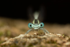 Platycnemis