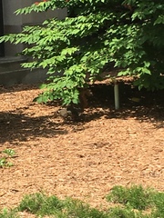 Sciurus niger