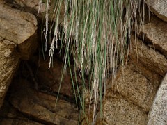 Poa anceps