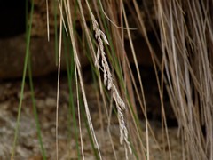 Poa anceps