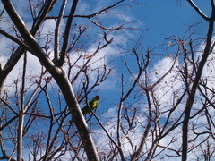 Eunymphicus cornutus