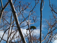 Eunymphicus cornutus