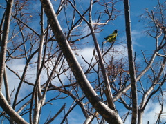 Eunymphicus cornutus