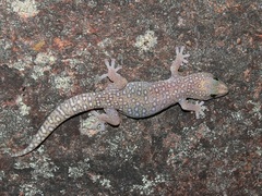Oedura tryoni