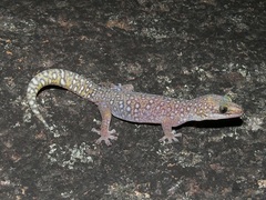 Oedura tryoni