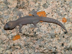 Oedura tryoni