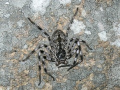 Holconia insignis