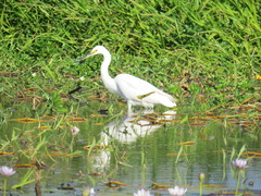 Egretta garzetta nigripes