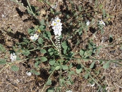 Heliotropium hirsutissimum