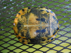 Trachemys scripta troostii