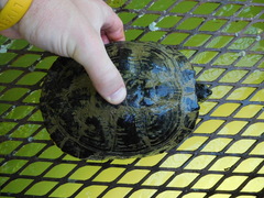 Trachemys scripta troostii
