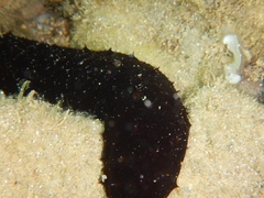 Holothuria poli
