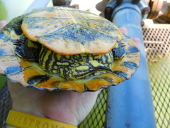 Trachemys scripta troostii