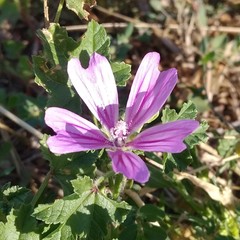 Malva sylvestris sylvestris