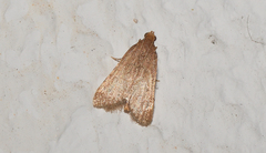 Bostra obsoletalis