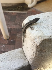 Trachylepis spilogaster