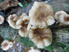 Armillaria fuscipes
