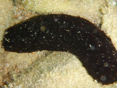 Holothuria poli