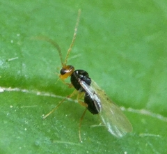 Alloxysta
