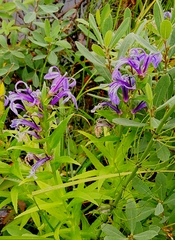 Lobelia sessilifolia