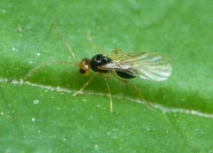Alloxysta