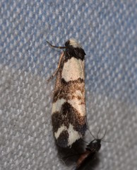 Thallarcha phalarota