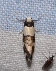 Thallarcha phalarota