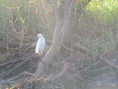 Egretta garzetta nigripes