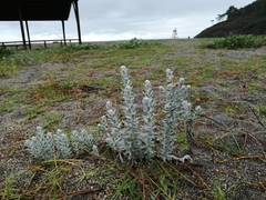 Achillea maritima