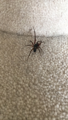 Steatoda nobilis