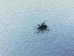 Otiorhynchus sulcatus