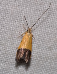 Crocanthes micradelpha