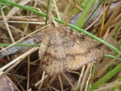 Rhinodia rostraria