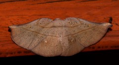 Xenomusa metallica