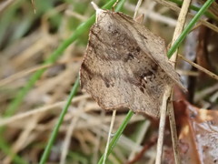 Rhinodia rostraria