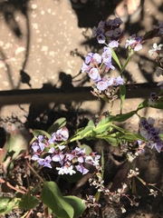 Limonium brassicifolium