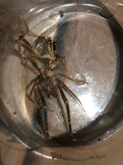 Galeodes graecus